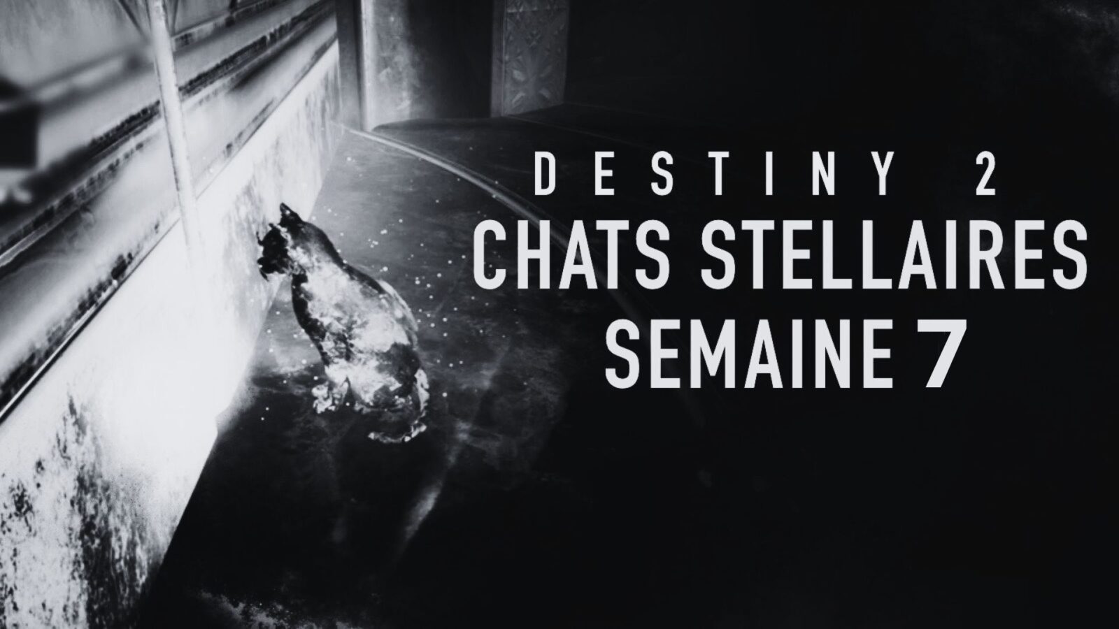 Destiny 2 – Guide : Localisation du chat stellaire de la semaine 7