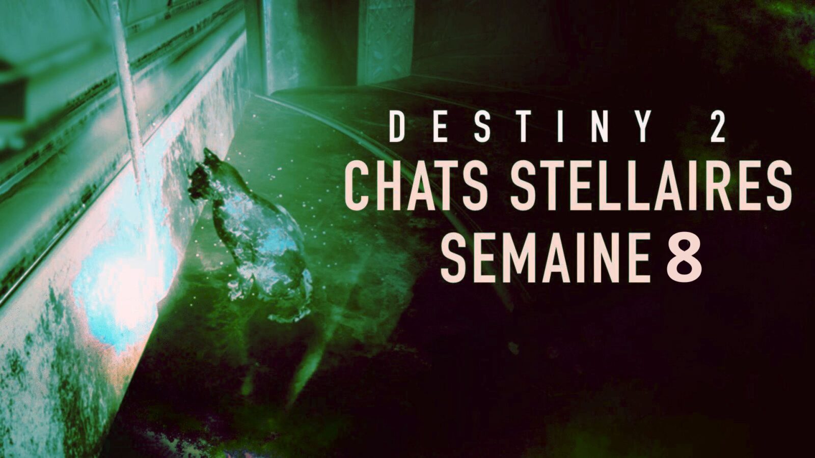 Destiny 2 – Guide : Localisation du chat stellaire de la semaine 8
