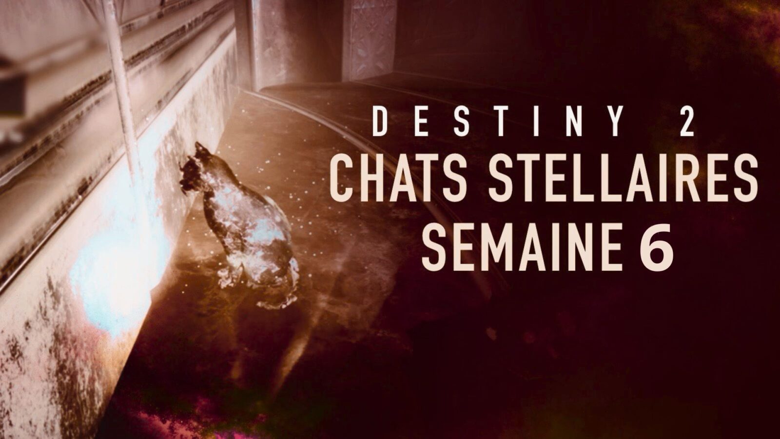 Destiny 2 - Guide : Localisation des quatre chats stellaires de la semaine 6